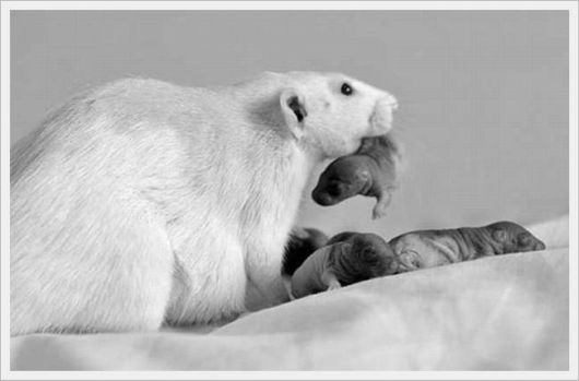 Cute Animals Snaps of The Day