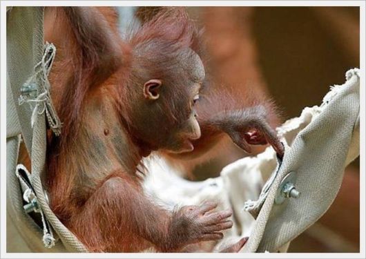 Cute Animals Snaps of The Day