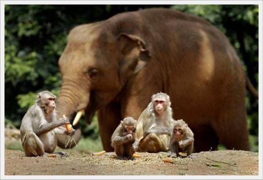 Cute Animals Snaps of The Day