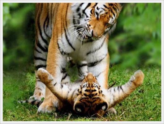 Cute Animals Snaps of The Day