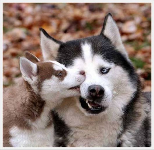 Cute Animals Snaps of The Day