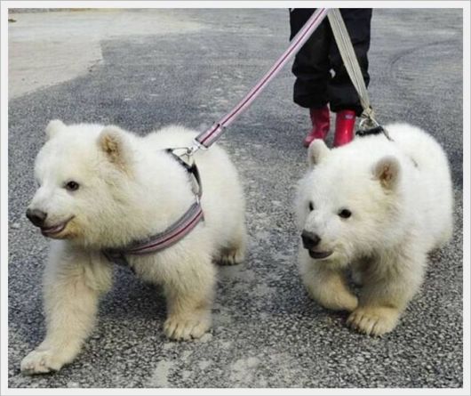 Cute Animals Snaps of The Day