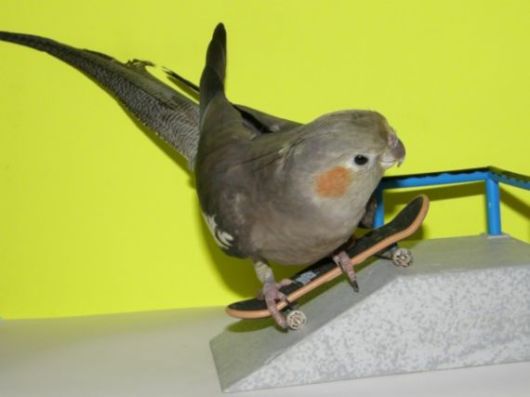 Cute Colorful Parrots Around the World