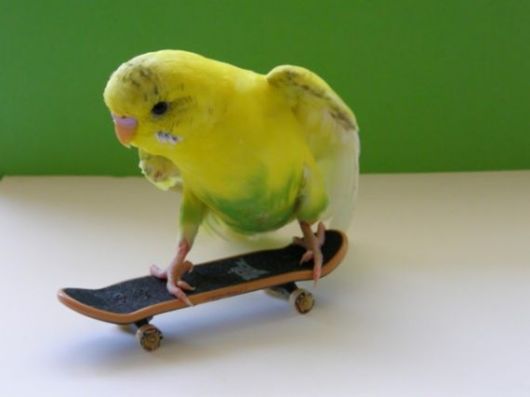 Cute Colorful Parrots Around the World