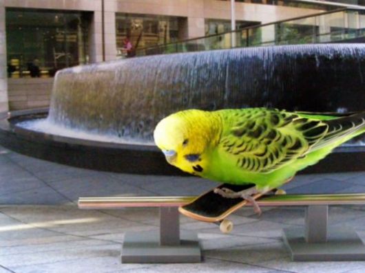 Cute Colorful Parrots Around the World