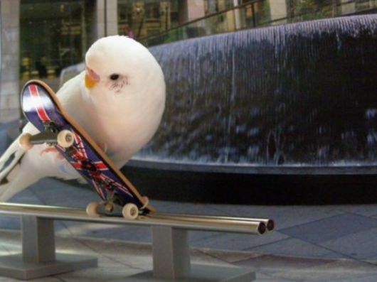 Cute Colorful Parrots Around the World