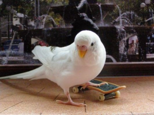 Cute Colorful Parrots Around the World