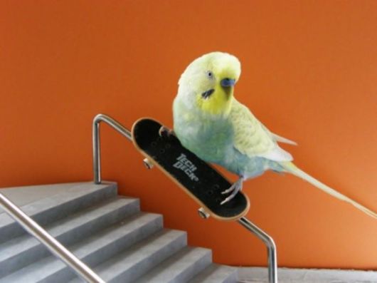 Cute Colorful Parrots Around the World