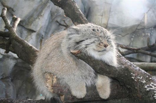 The Most Expressive Cat Breed In The World