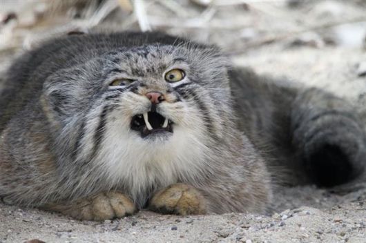 The Most Expressive Cat Breed In The World