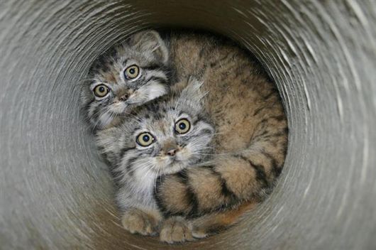 The Most Expressive Cat Breed In The World