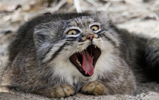 The Most Expressive Cat Breed In The World