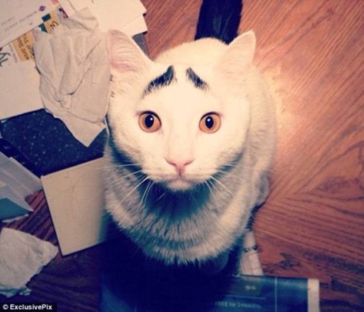 A Funny Cat With Eyebrows