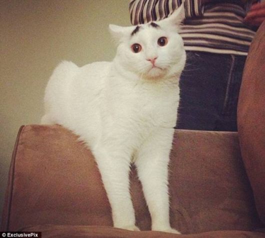 A Funny Cat With Eyebrows