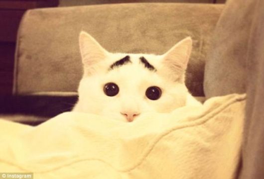 A Funny Cat With Eyebrows