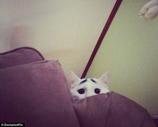 A Funny Cat With Eyebrows