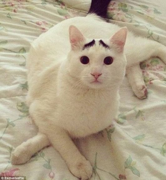 A Funny Cat With Eyebrows