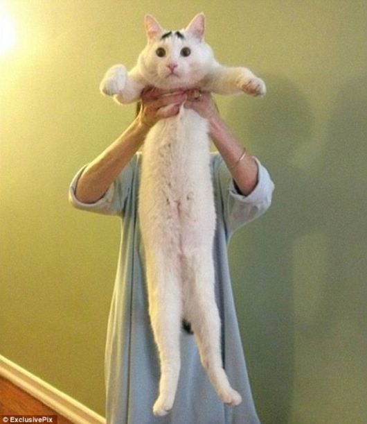 A Funny Cat With Eyebrows