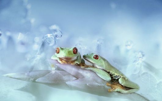 Magical Miniature World Of Frogs
