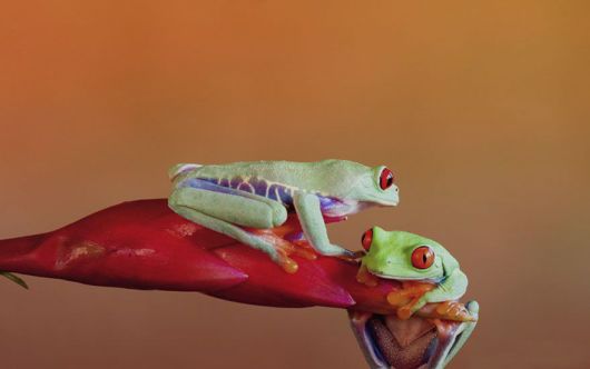 Magical Miniature World Of Frogs