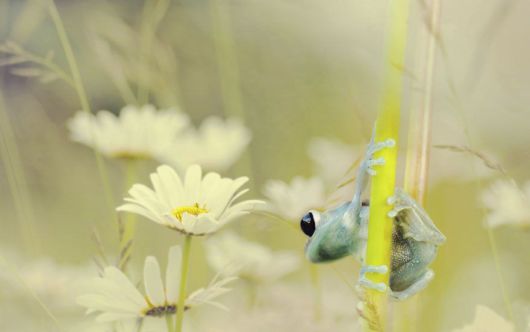 Magical Miniature World Of Frogs
