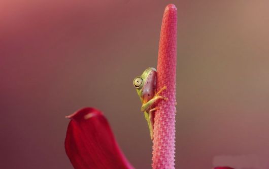 Magical Miniature World Of Frogs