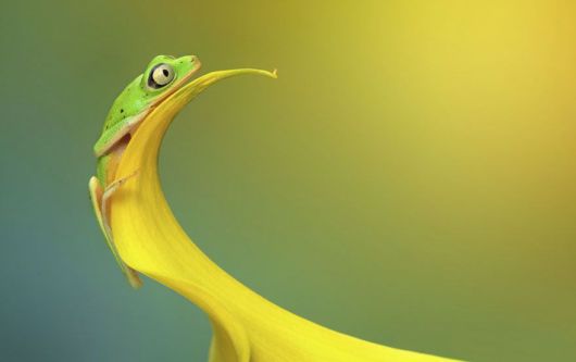 Magical Miniature World Of Frogs