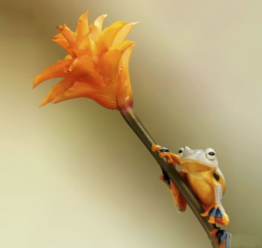 Magical Miniature World Of Frogs