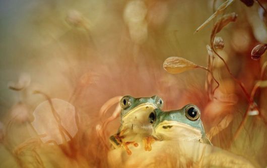 Magical Miniature World Of Frogs