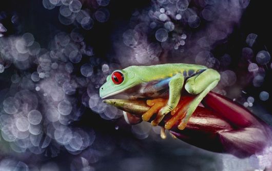 Magical Miniature World Of Frogs