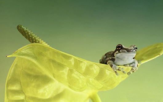 Magical Miniature World Of Frogs