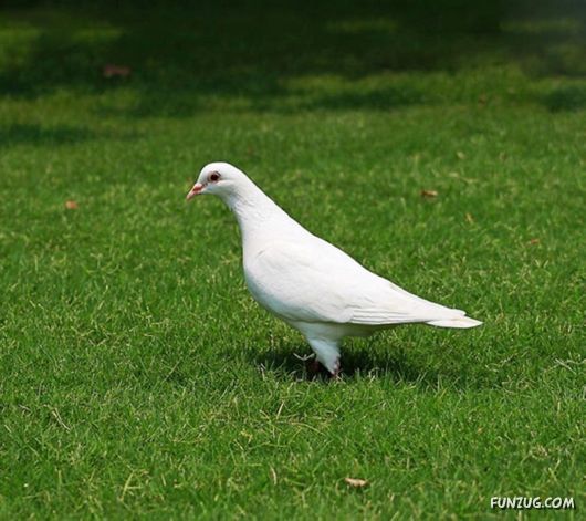 Ever Seen Such Royal Pigeons? | Funzug.com